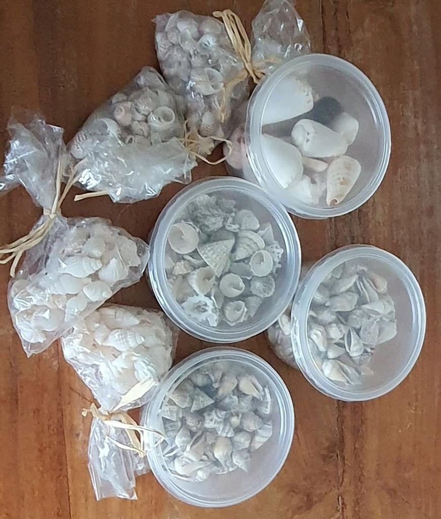 Diverse schelpen voor decoratie of hobby, Ophalen of Verzenden, Gebruikt