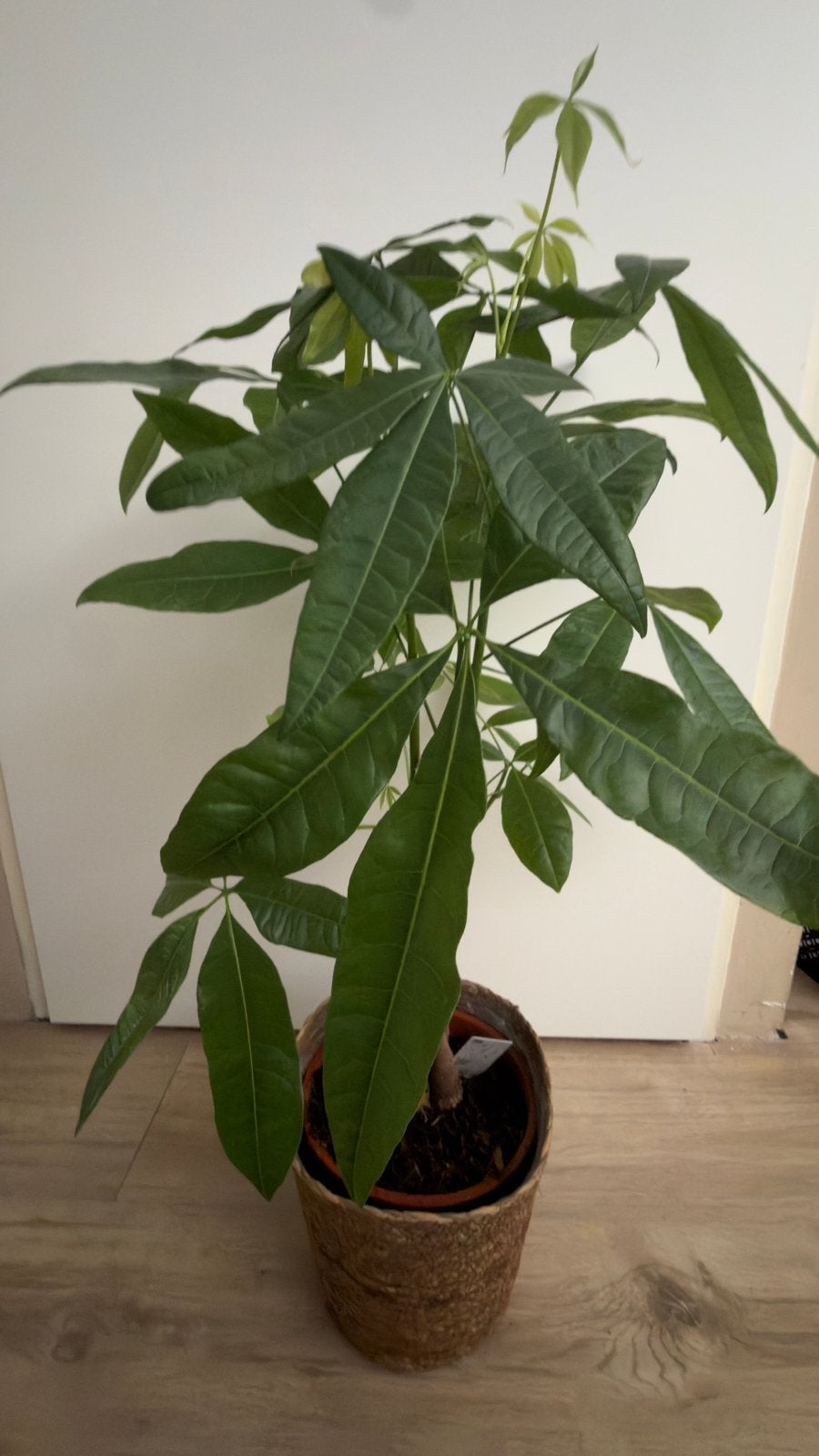 Geldboom, Ophalen, Halfschaduw, Minder dan 100 cm