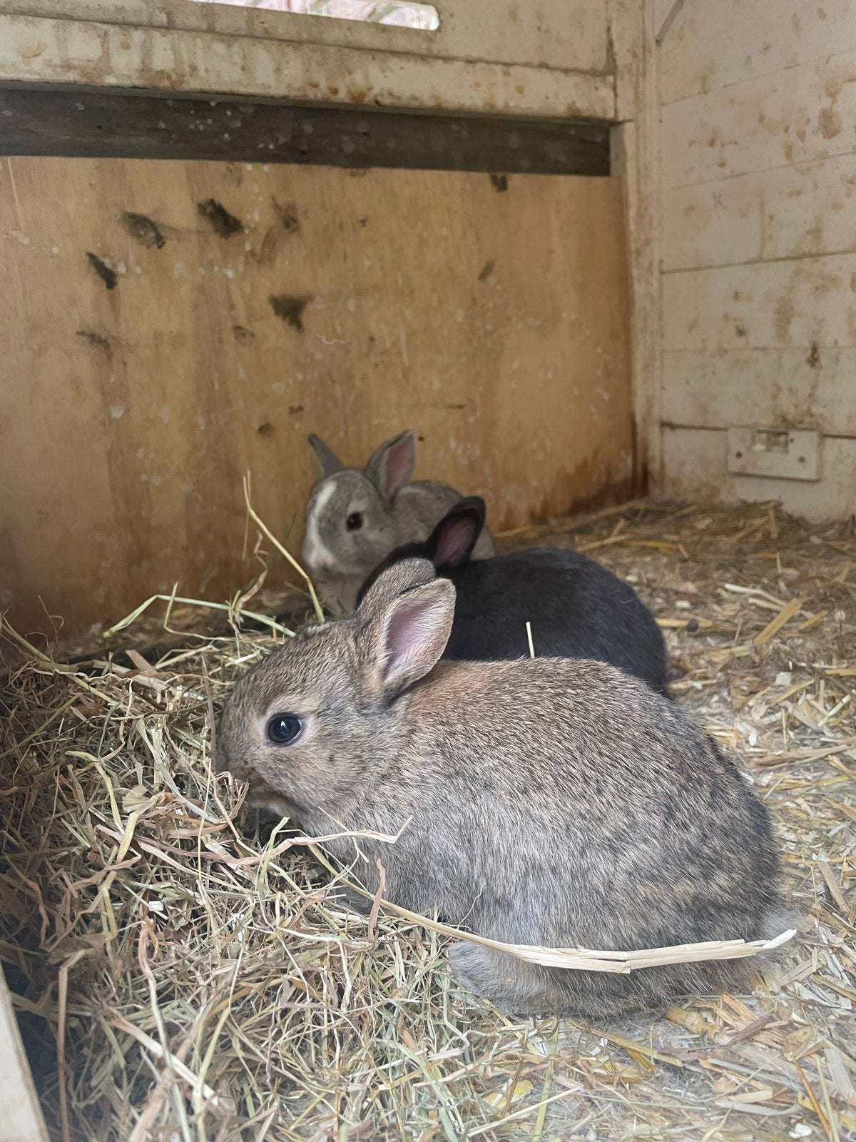 Baby konijntjes mogen vanaf 17 Aug weg, Dieren en Toebehoren, Konijnen, Meerdere dieren, Dwerg, Hangoor