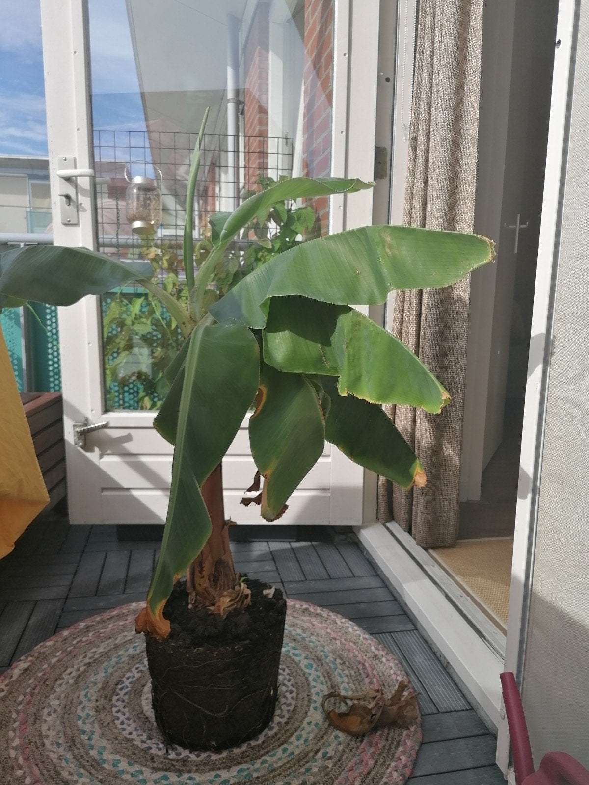 Bananen plant, Huis en Inrichting, Kamerplanten, Ophalen, Halfschaduw, Minder dan 100 cm