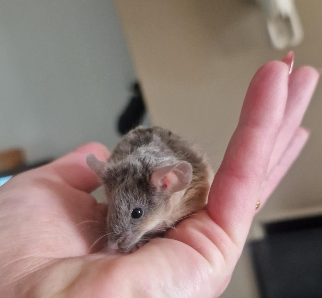 Texel man chinchilla grijs tan bruin langhaar rex krul muis, Dieren en Toebehoren, Februari, Muis, Mannelijk, Tam