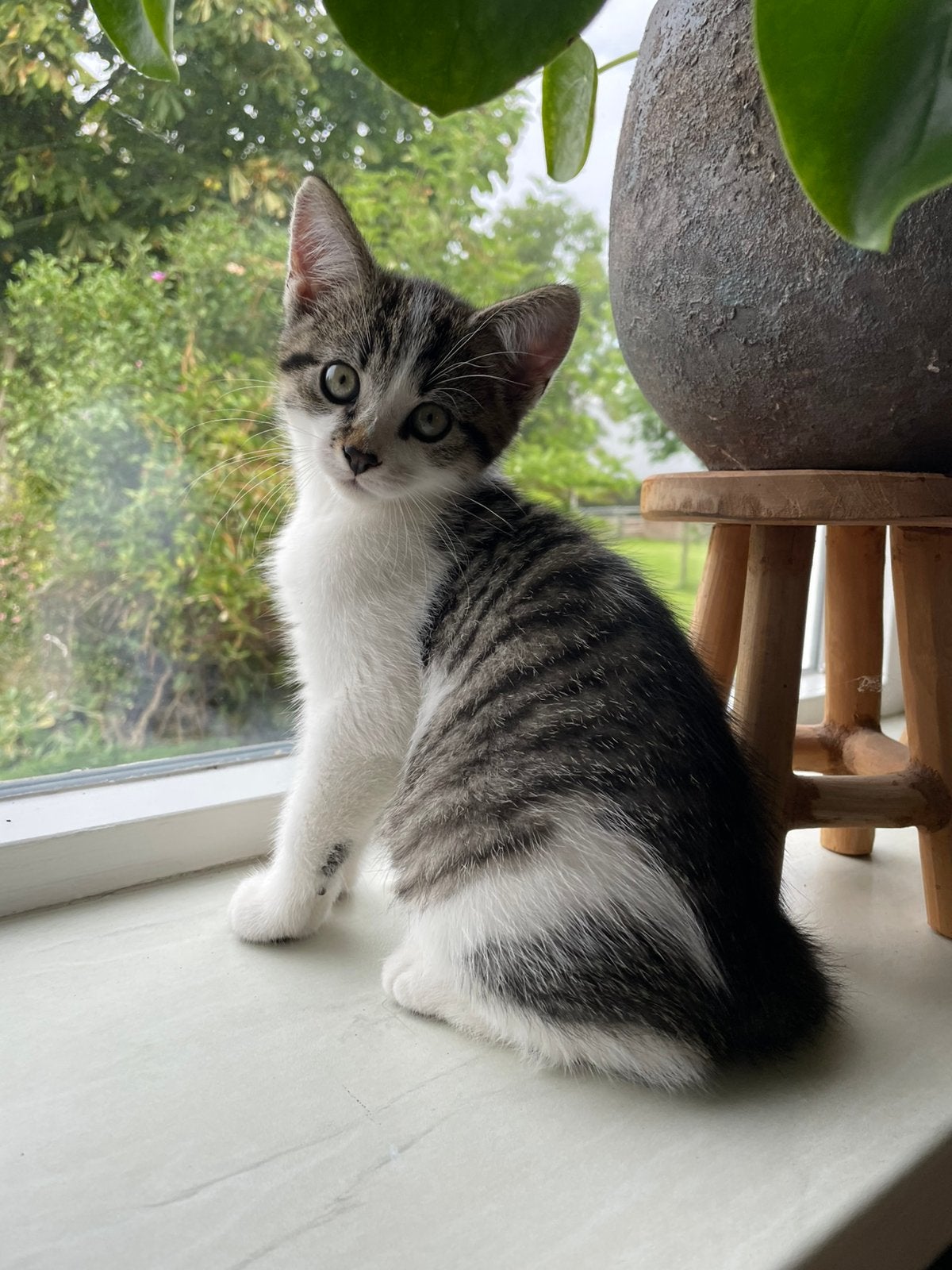 Kittens, Dieren en Toebehoren, Kater, Kortharig, 0 tot 2 jaar