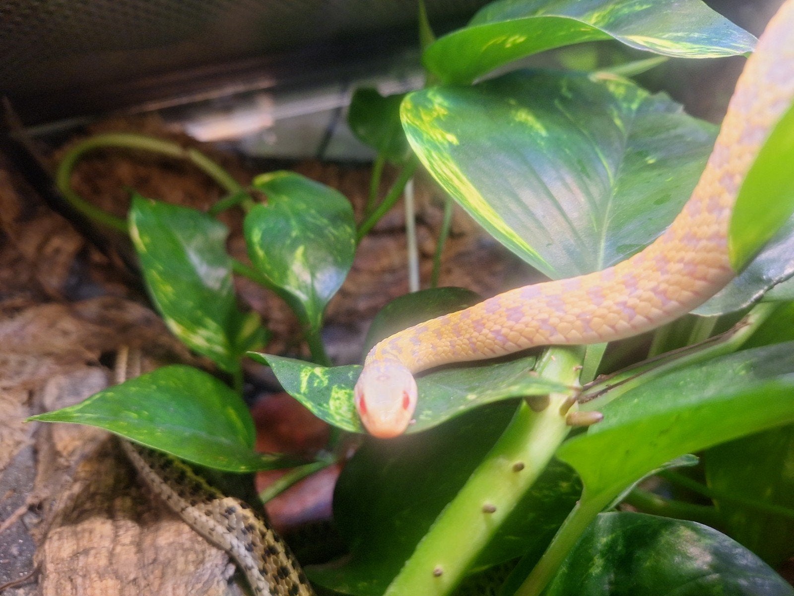Albino Kousenbandslang (Vrouwtje, ~60cm) – Eventueel met Exo, Hagedis, 0 tot 2 jaar