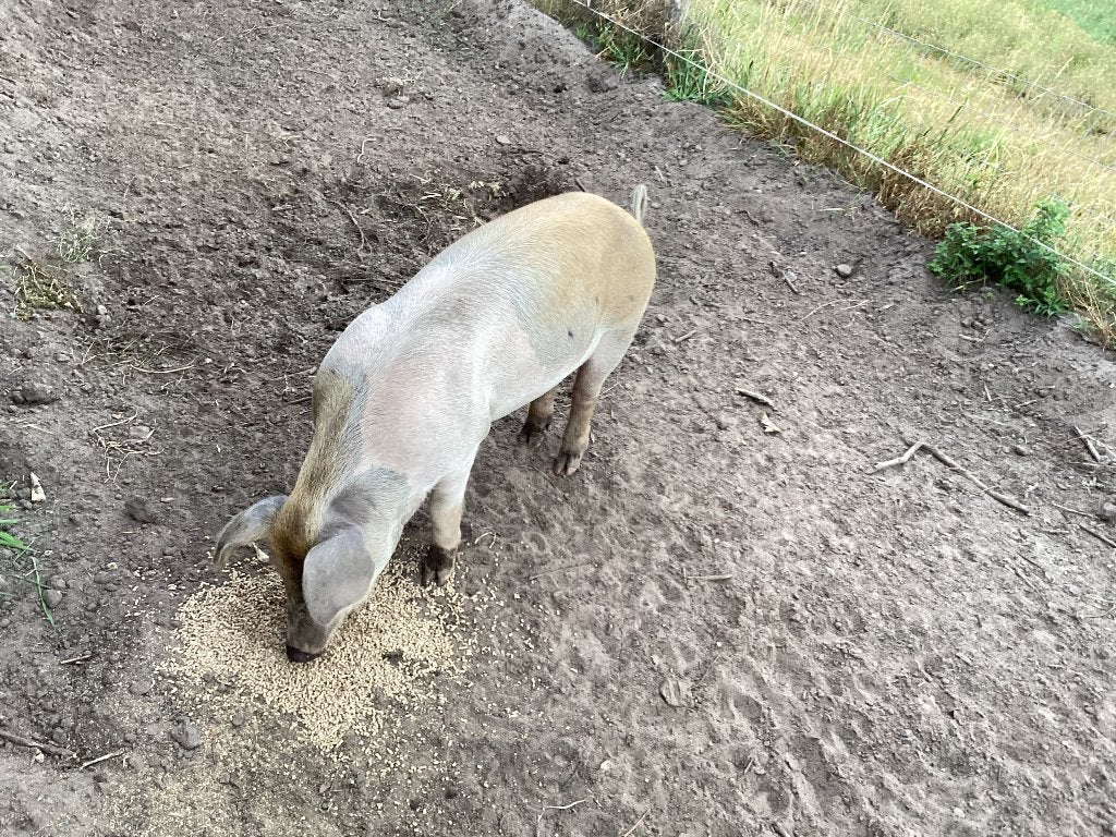 husumer zeug ca. 5 maanden oud €.200,-, Dieren en Toebehoren, Vrouwelijk, Varken, 0 tot 2 jaar