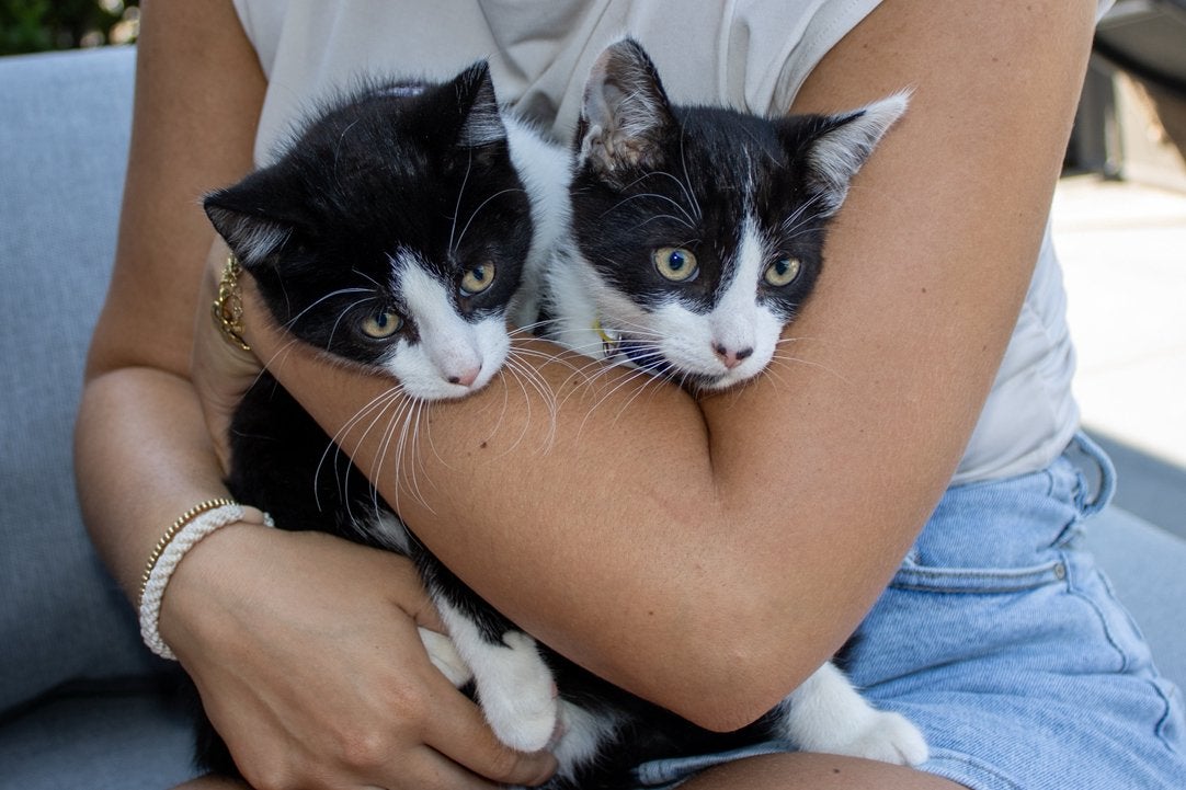 2 laatste broertjes van het nest zoeken een goed huisje!, Kater
