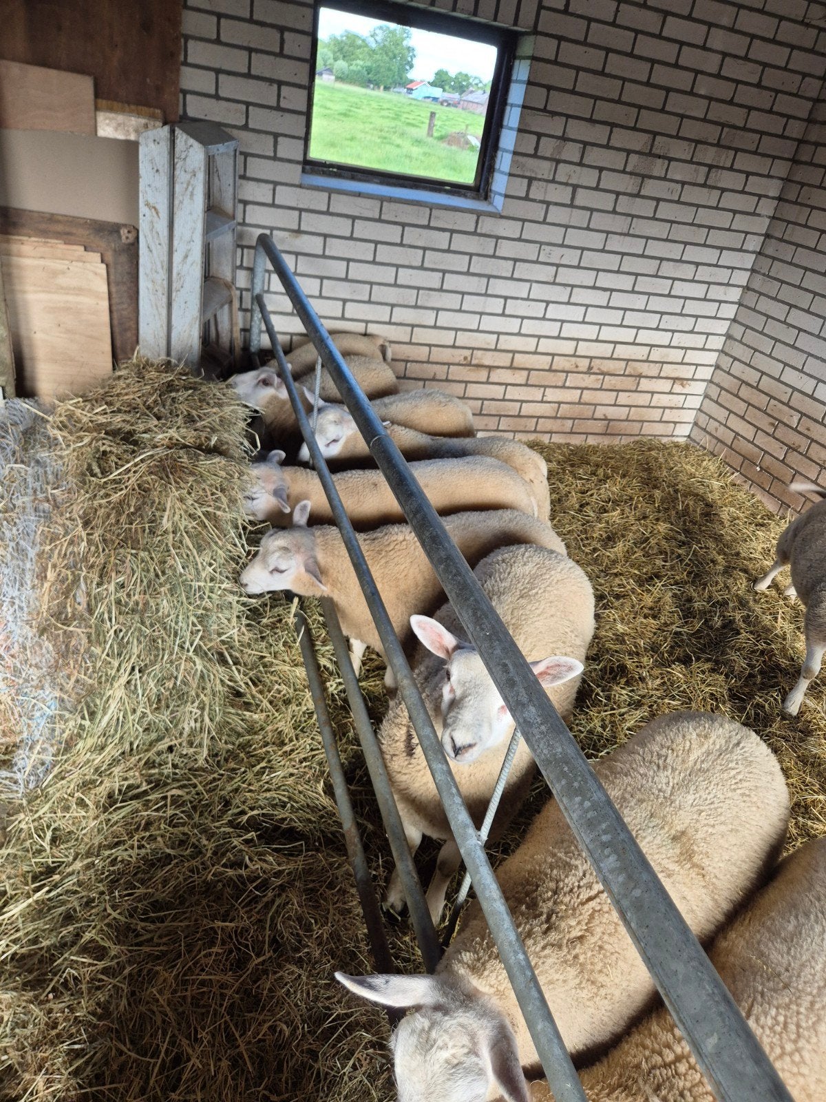 Lammeren texelaarswifter rammen en ooien, Dieren en Toebehoren, Meerdere dieren, Schaap