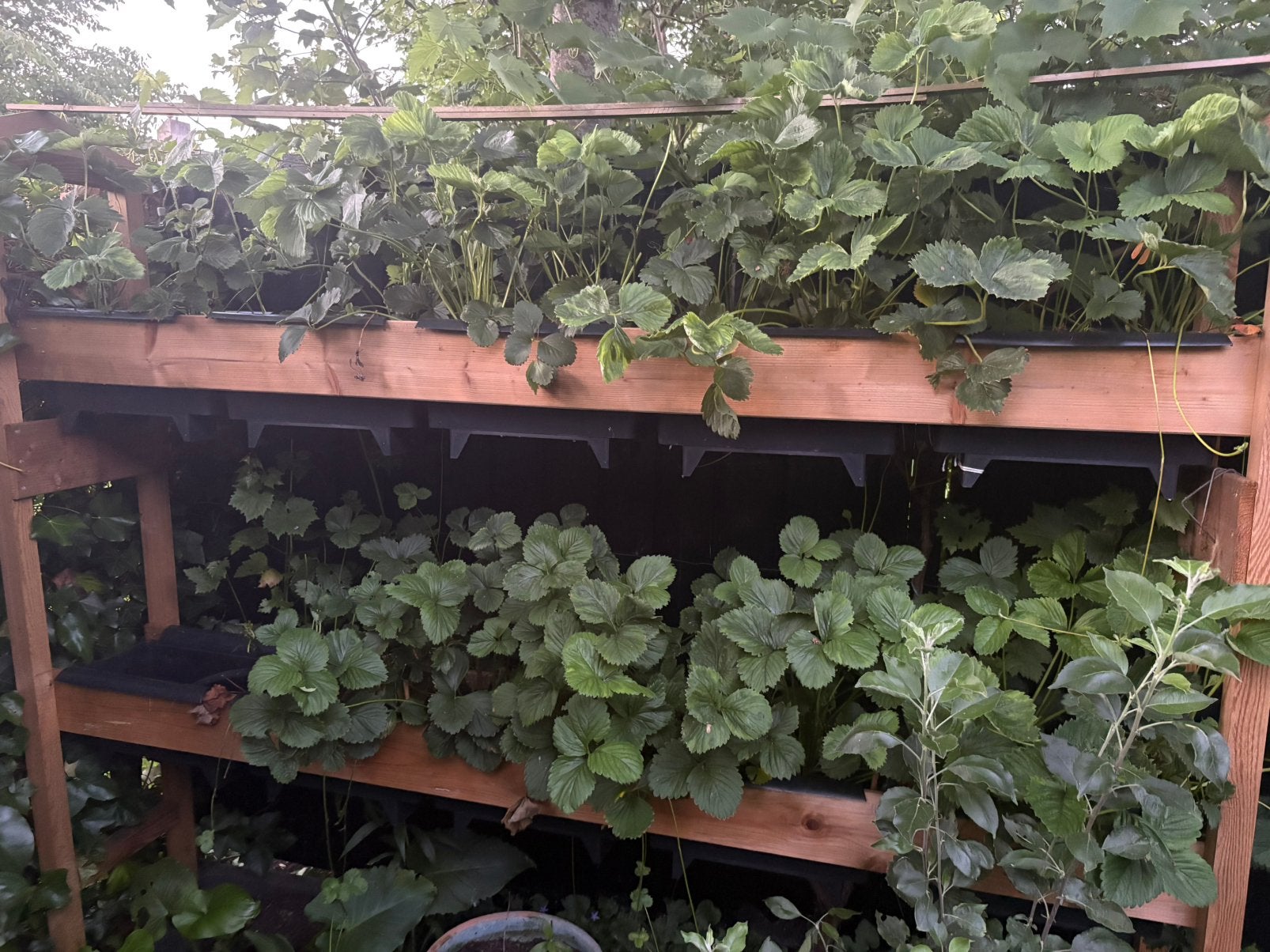 Aardbeien stelling., Ophalen, Zo goed als nieuw, Rond, Minder dan 30 cm