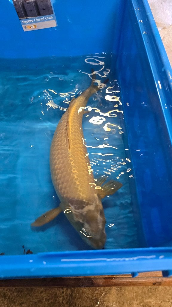 Koi, Karper of Koi