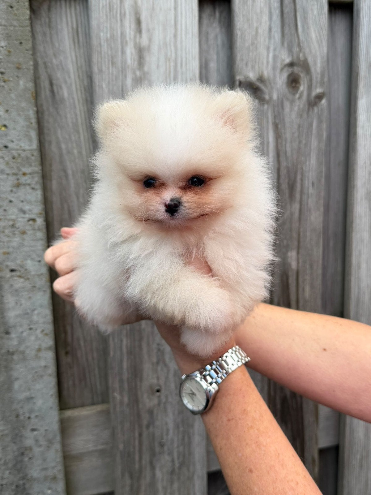 100% Pomeriaan puppy's,  BEIDE ouders aanwezig, Keeshond, Reu, CDV (hondenziekte), 8 tot 15 weken