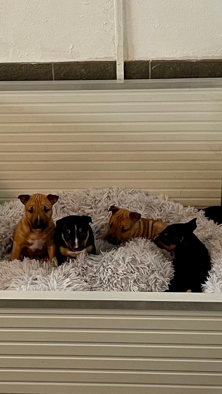 Miniatur Bullterrier Puppys Bull Terrier - Champion Puppys, Bull Terriër, Nederland, 8 tot 15 weken, Meerdere