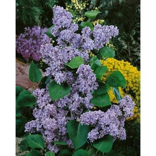 Sering Syringa in pot, Overige soorten, Lente, Minder dan 100 cm, Ophalen