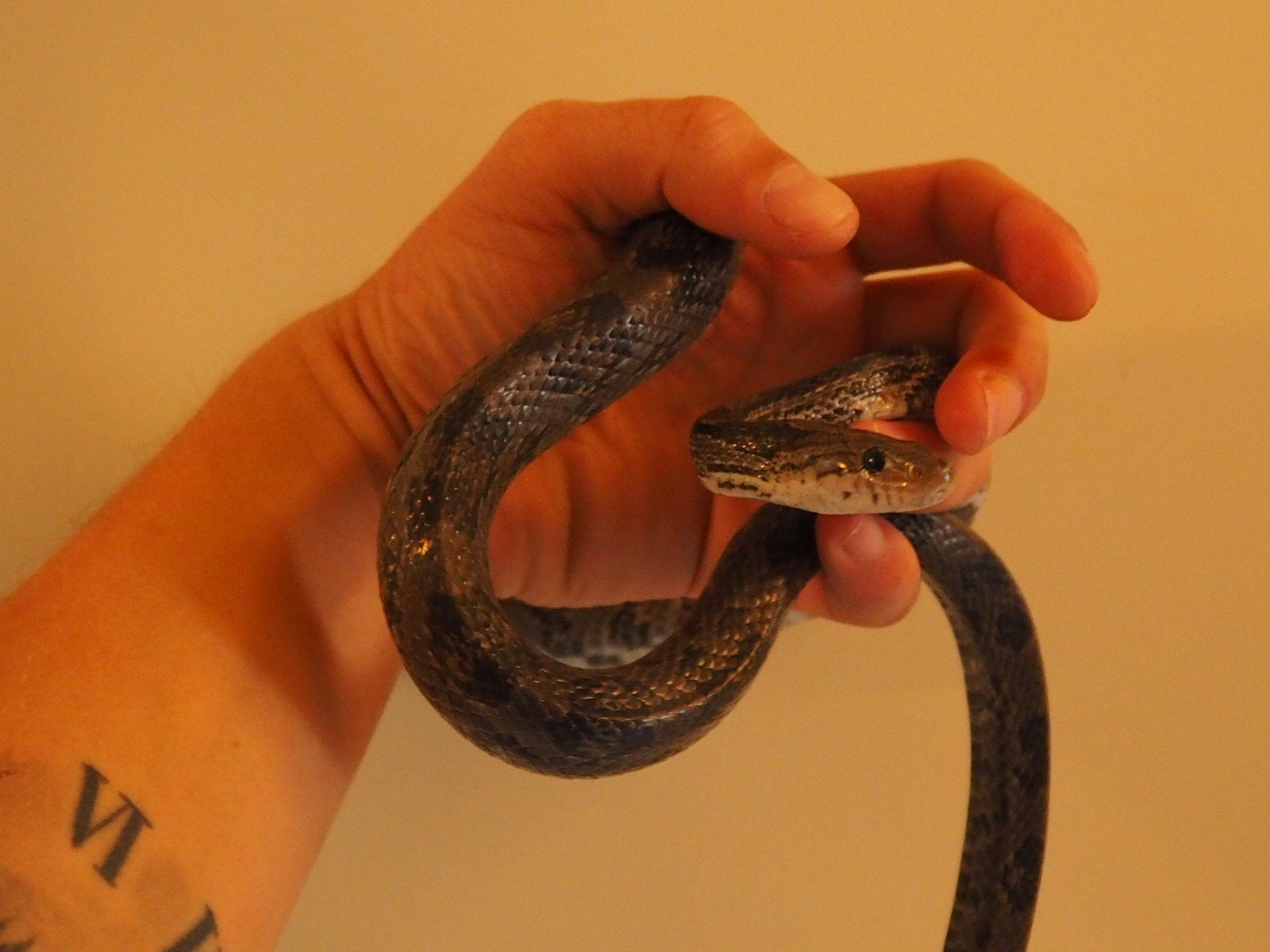 0.1 Pantherophis Guttatus Charcoal PB Corn Snake - female for sale from chris