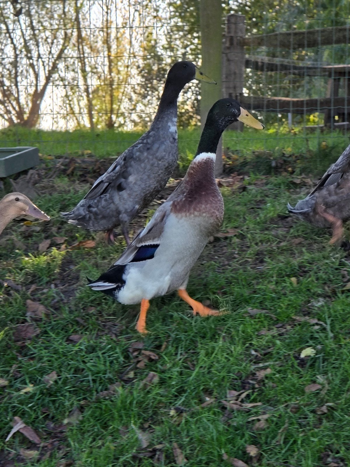 Loopeend, 3 woerden wildkleur, Mannelijk, Eend