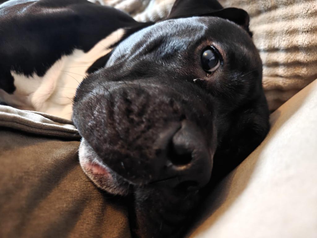 Bull xl teef, 1 tot 2 jaar, Teef, Eén hond, Middel