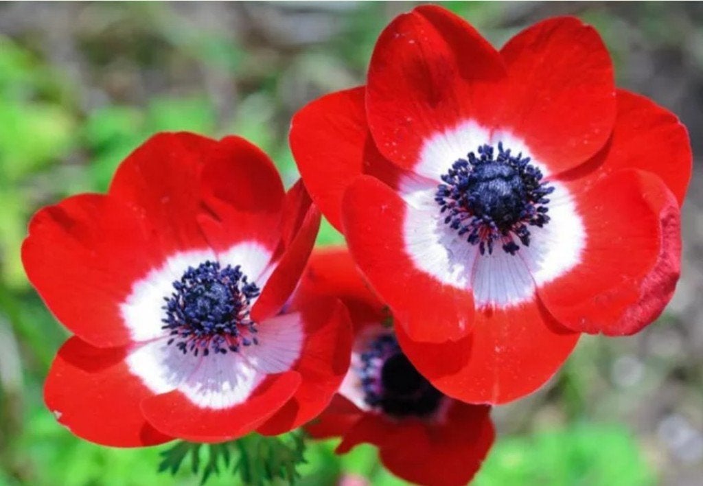 Anemone coronaria Hollandia (20 stuks), Ophalen of Verzenden, Gehele jaar, Volle zon, Bloembol