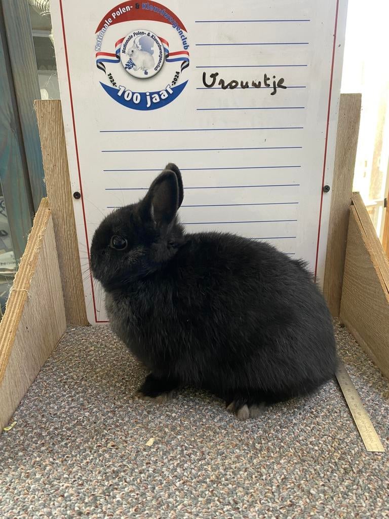 Mooie jonge handtamme dwergkonijnen, Mannelijk, Groot