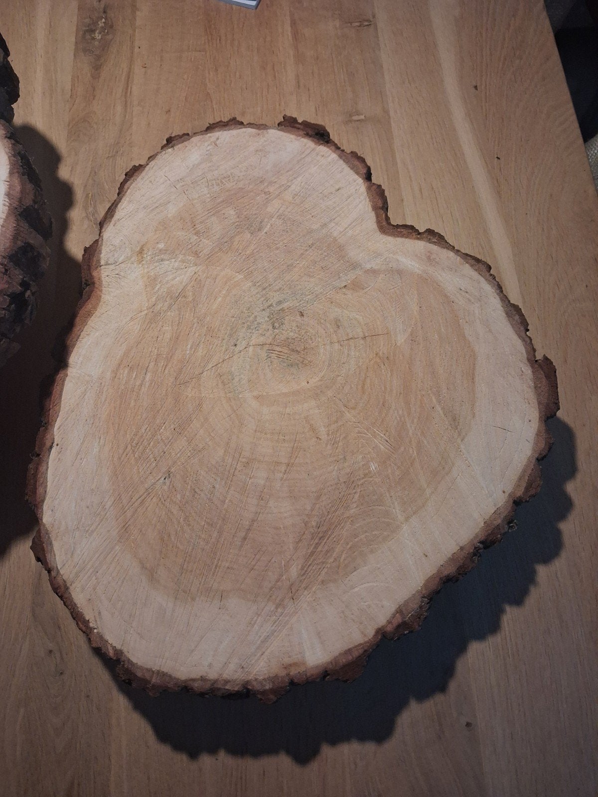Boomstam schijf, 25 tot 50 mm, Overige typen, Nieuw, Ophalen of Verzenden