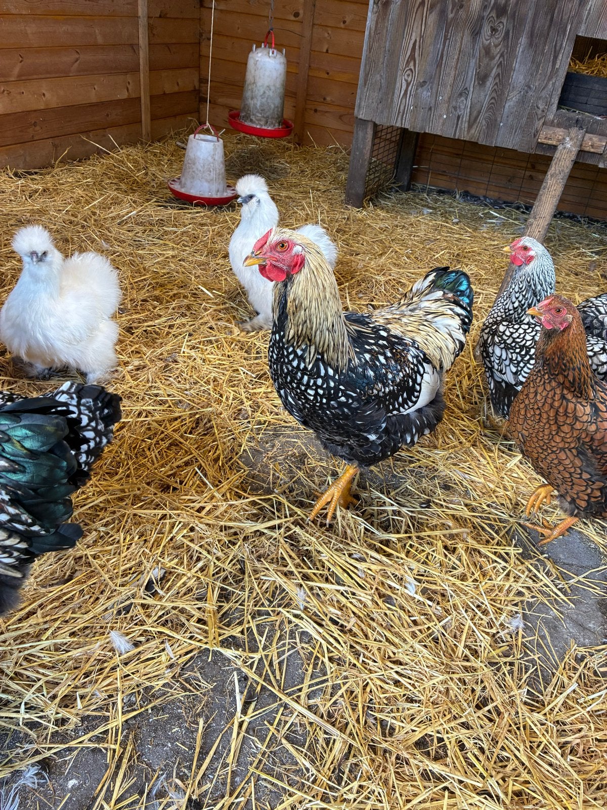 Wyandotte haan, Dieren en Toebehoren, Mannelijk, Kip