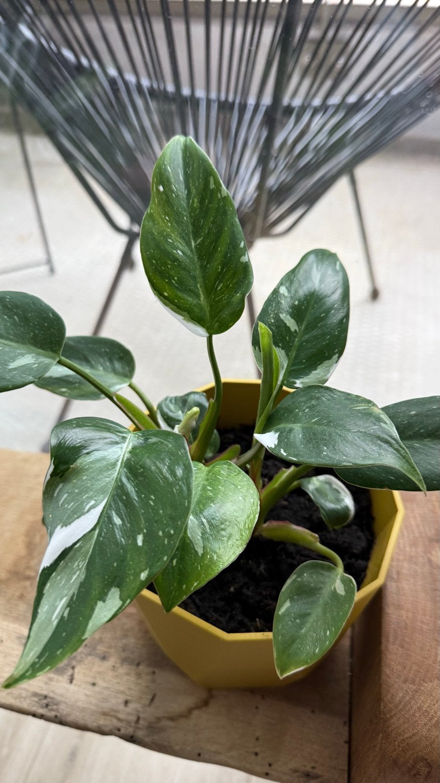 Baby Philodendron White Princess in gele pot, Vaste plant, Bloeit niet, Halfschaduw, Ophalen