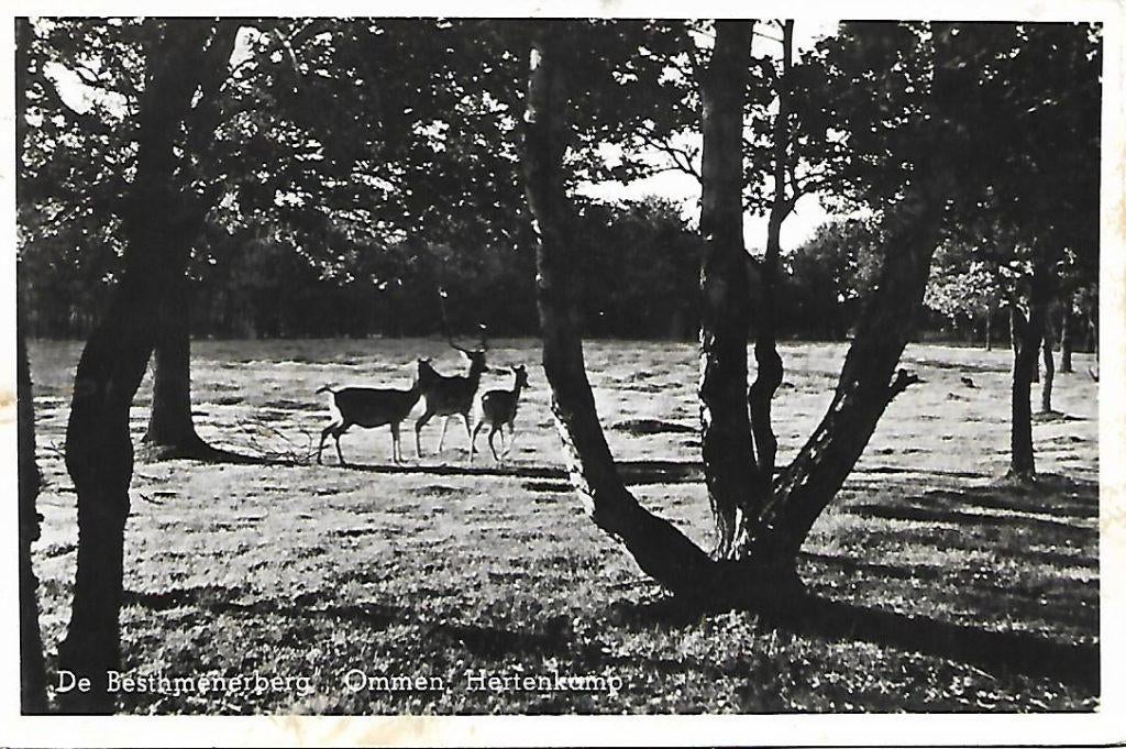 Ommen- -De Besthmenerberg, Hertenkamp., Verzamelen, Verzenden, 1940 tot 1960, Gelopen, Overijssel
