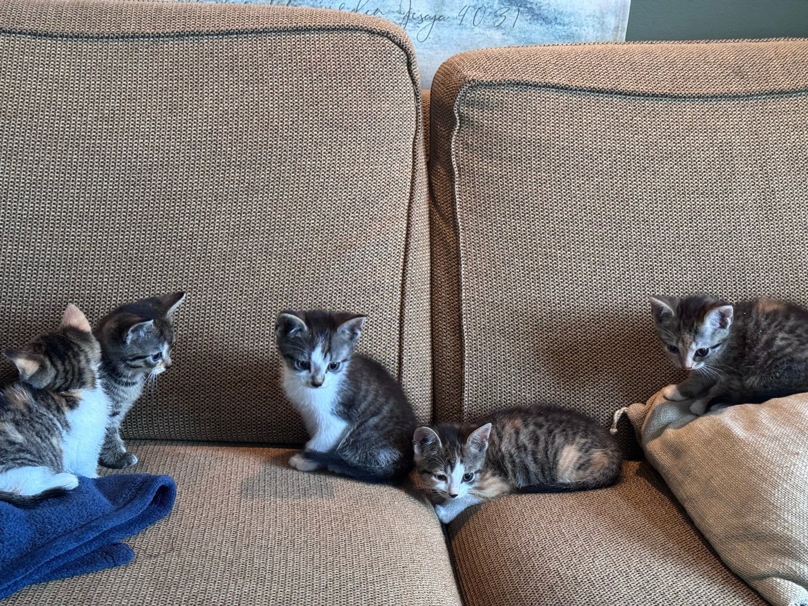 Kittens van de boerderij, goed gesocialiseerd, Dieren en Toebehoren, Meerdere dieren, Kortharig