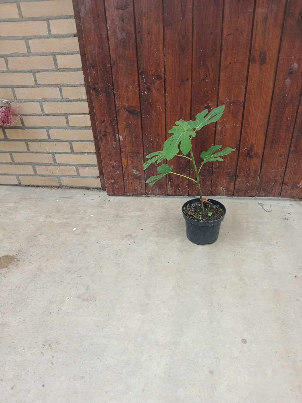 enkele jonge vijgen bomen, Ophalen, Minder dan 100 cm, Volle zon, In pot