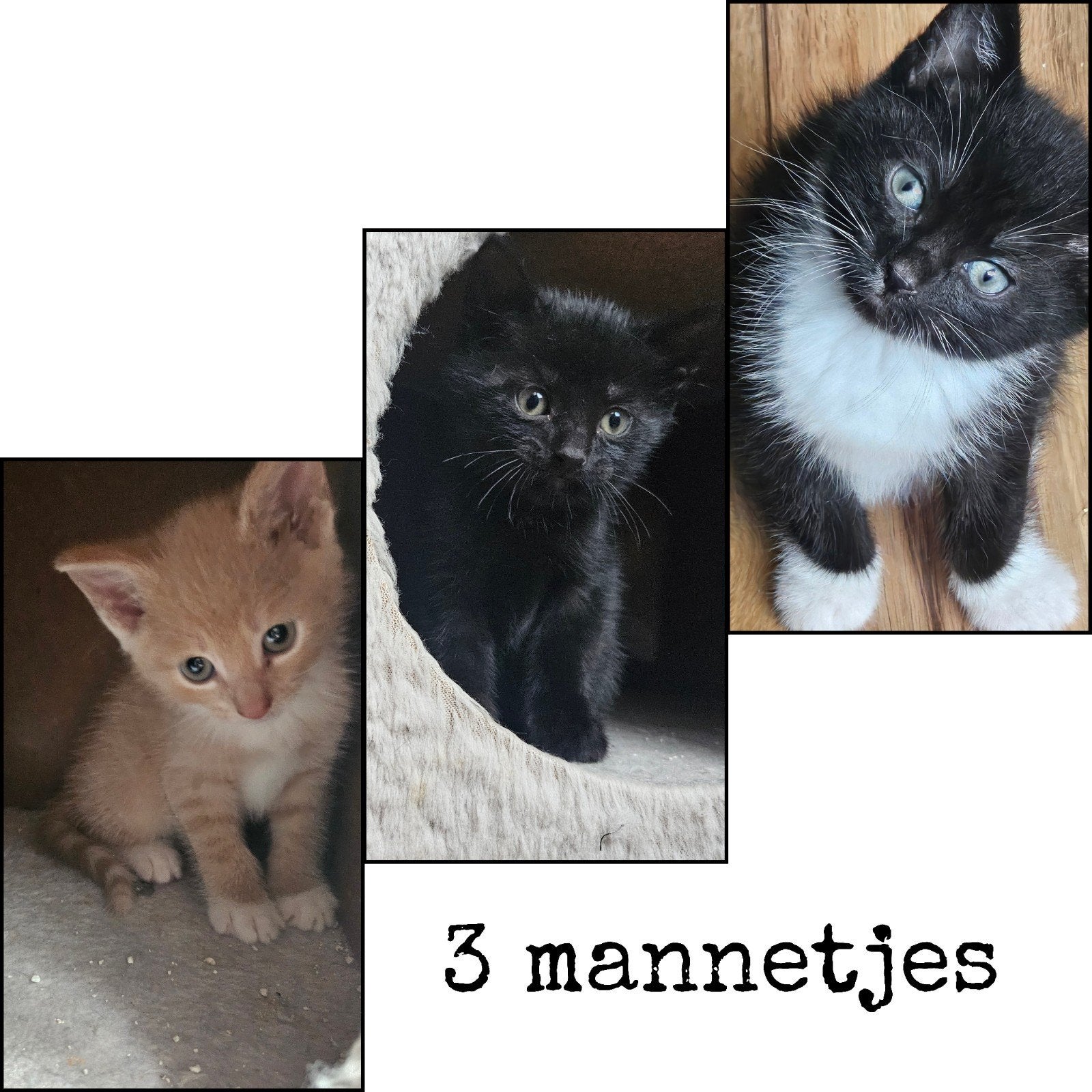 kittens - rood / zwart / wit, Dieren en Toebehoren, Kater, Ontwormd, 0 tot 2 jaar