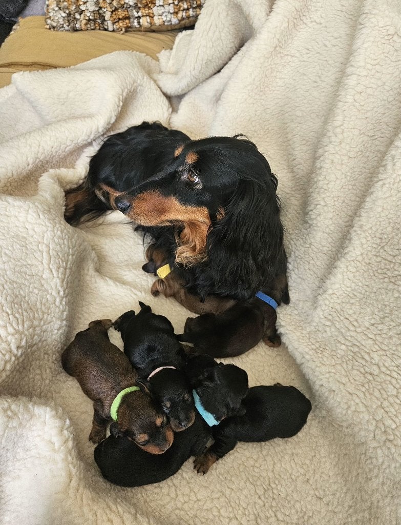 langharige dwergteckel pups, Parvo, 8 tot 15 weken, Dwerg, Langhaar
