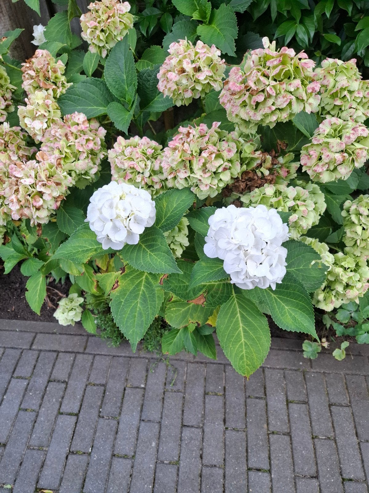 Hortensia, Ophalen, Overige soorten, Halfschaduw