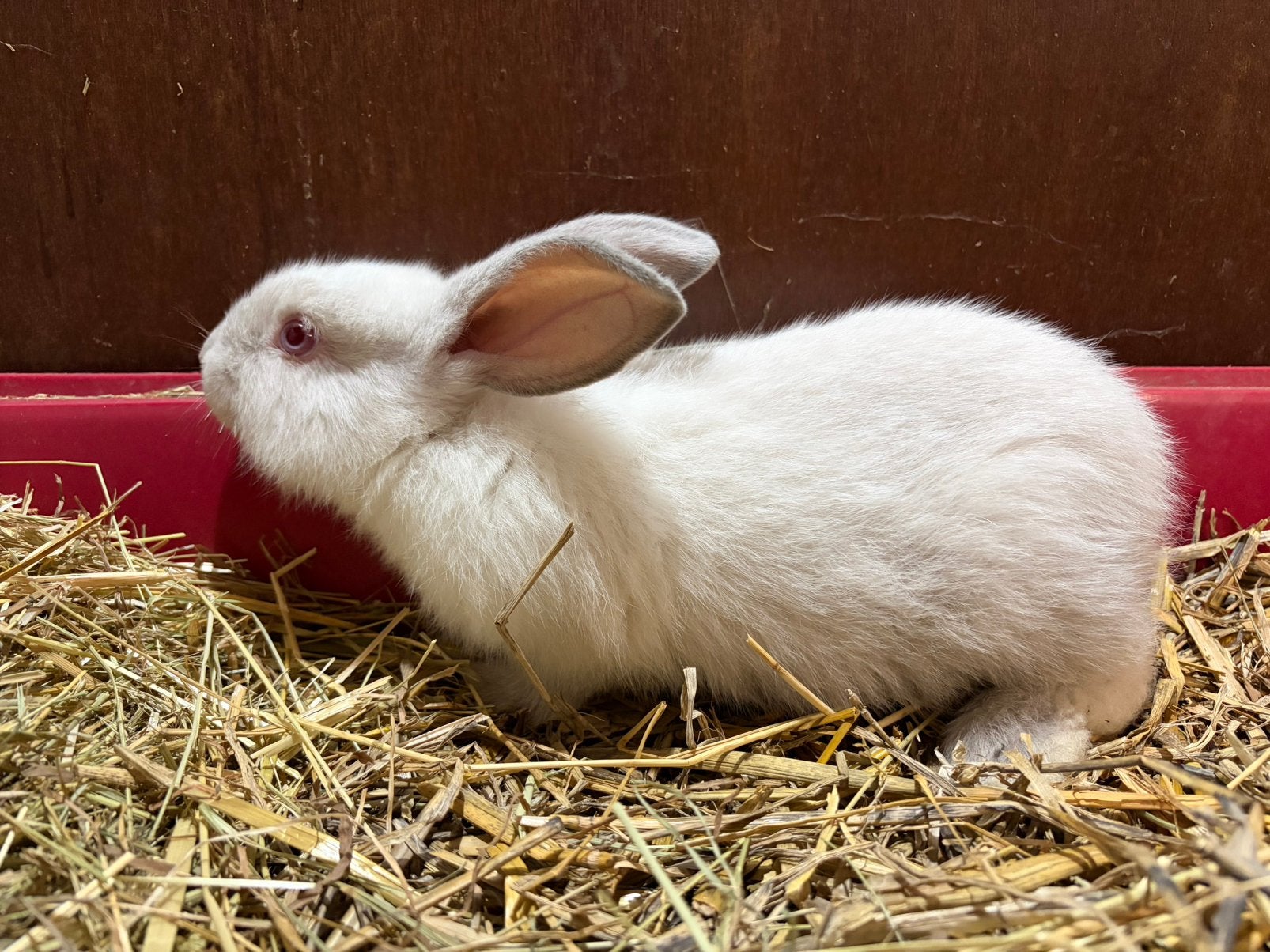 Knappe jonge konijnentjes, Meerdere dieren, Groot, 0 tot 2 jaar