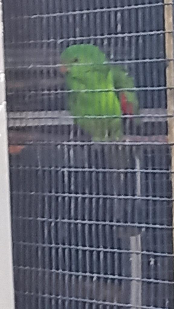 GEZOCHT   ROODVL.PARKIET   MAN   OVJ
