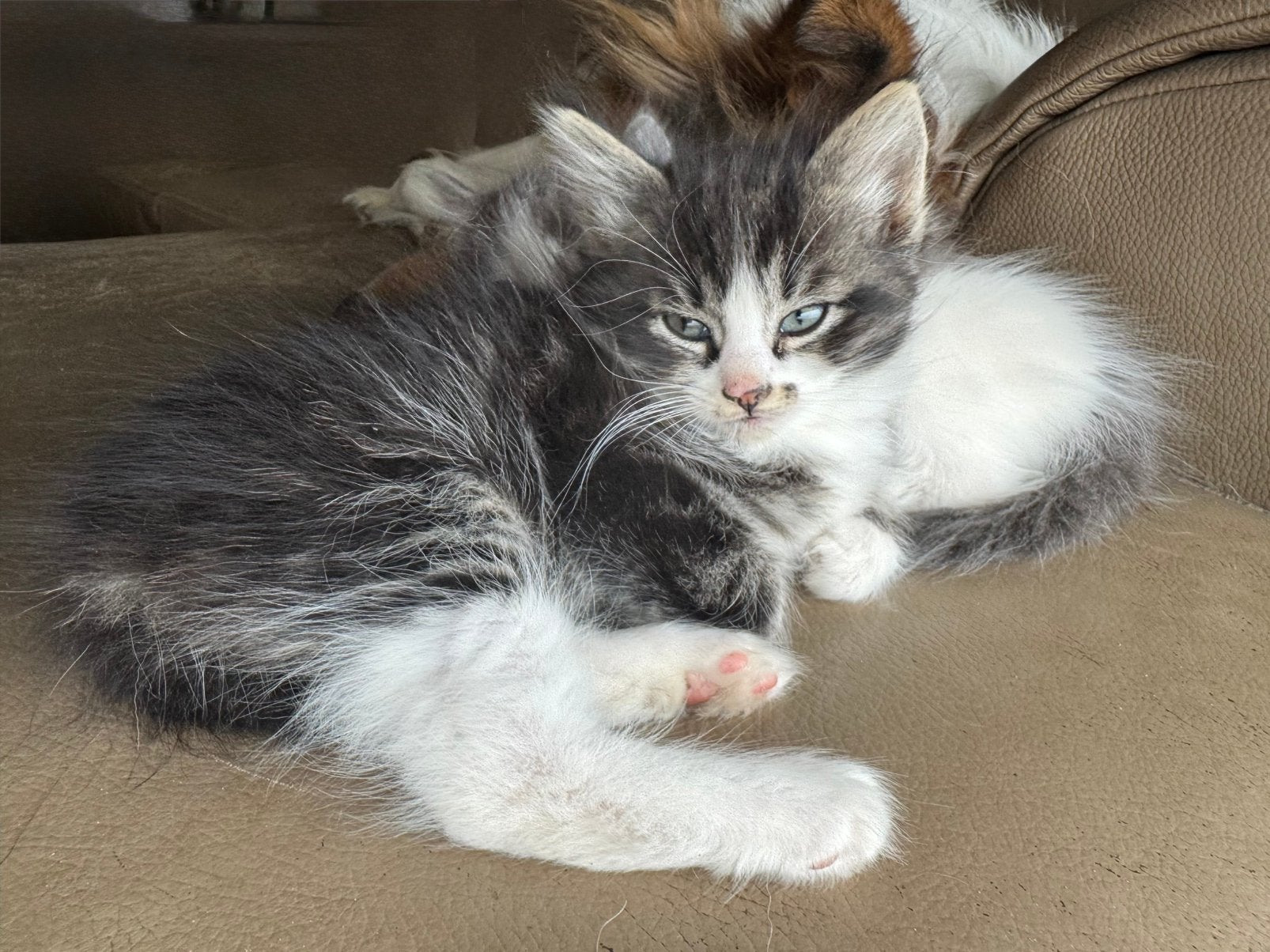 Ragdoll X Europees kittens, Meerdere dieren, Langharig, 0 tot 2 jaar
