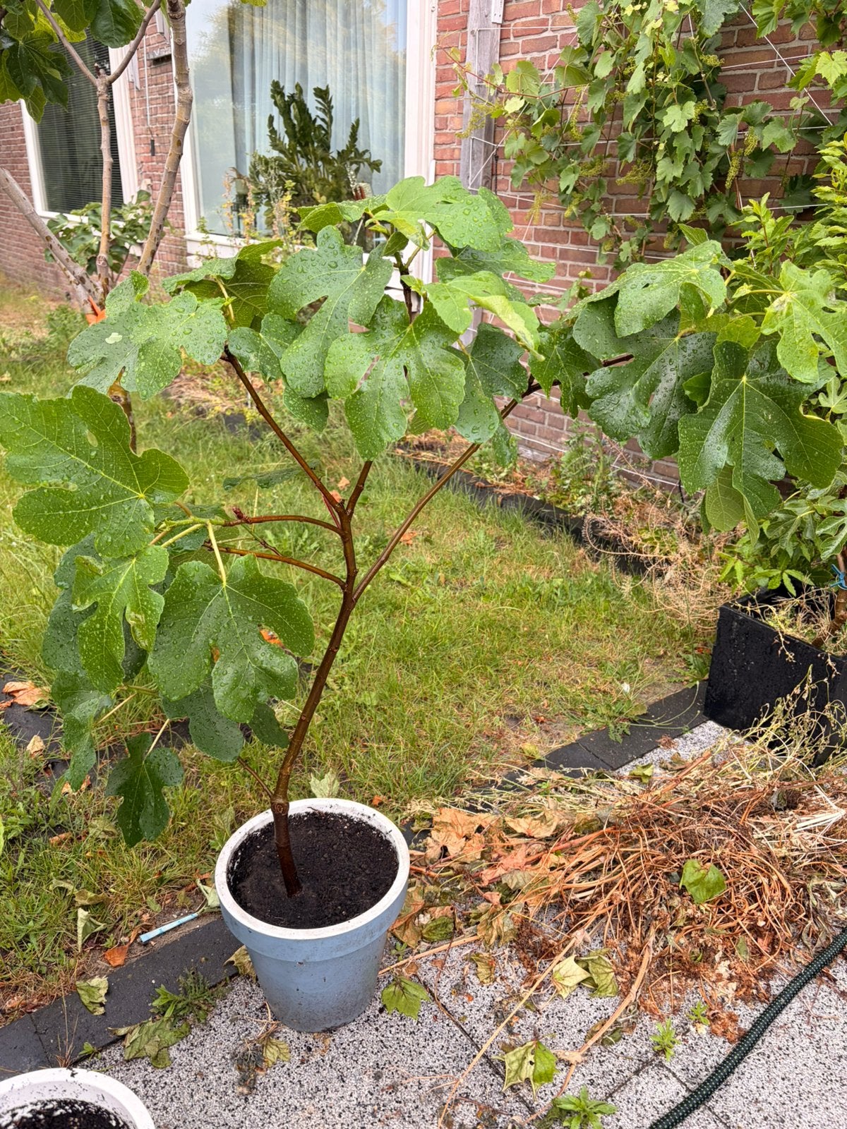 Vijgenboom, Ophalen of Verzenden, 100 tot 250 cm, Vijgenboom