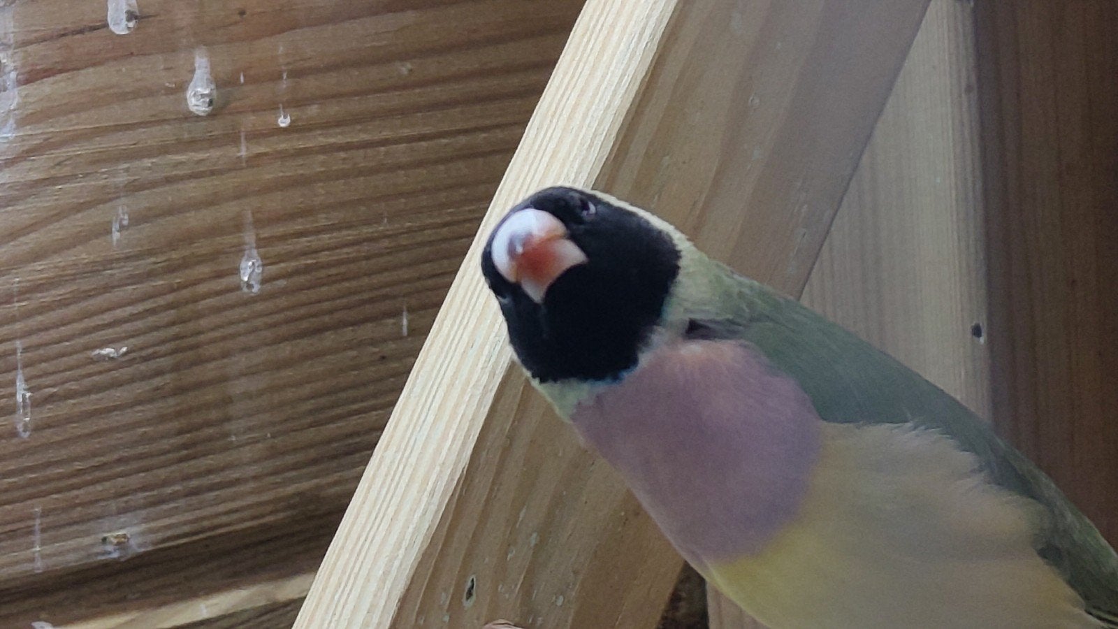 Goldamadine, Dieren en Toebehoren, Meerdere dieren, Tropenvogel