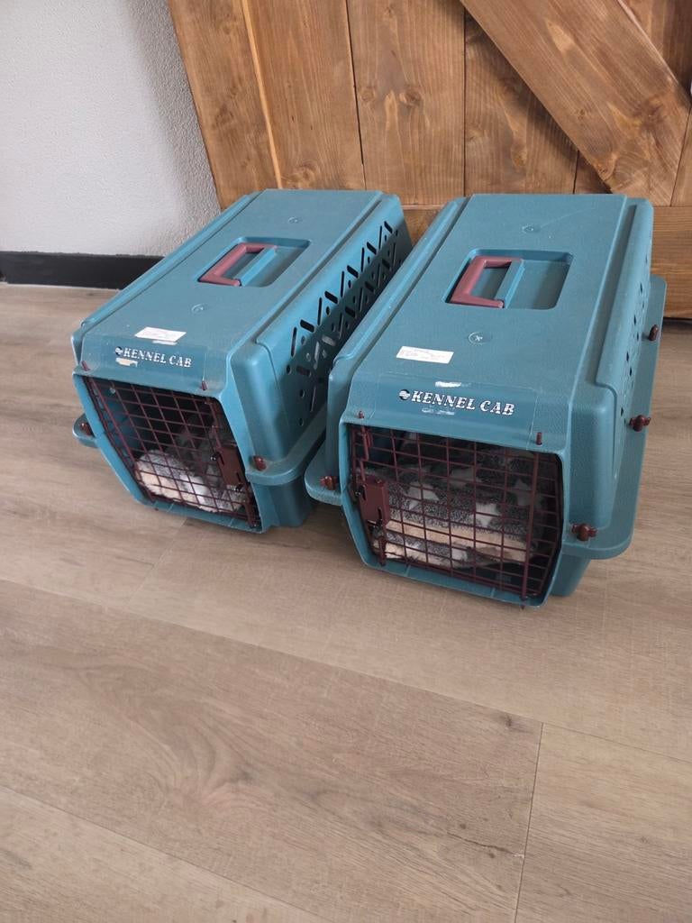 Reismand katten, Ophalen