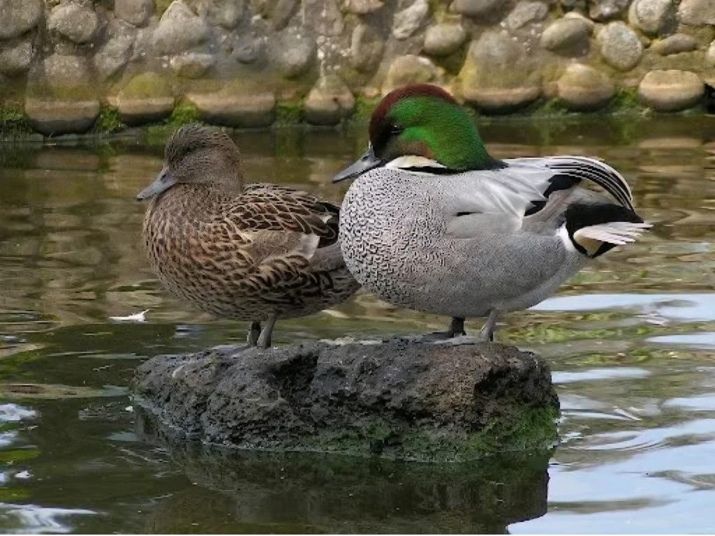 aangeboden sikkeleend / bronskopeend woerd / vrouw gezocht, Mannelijk, Eend
