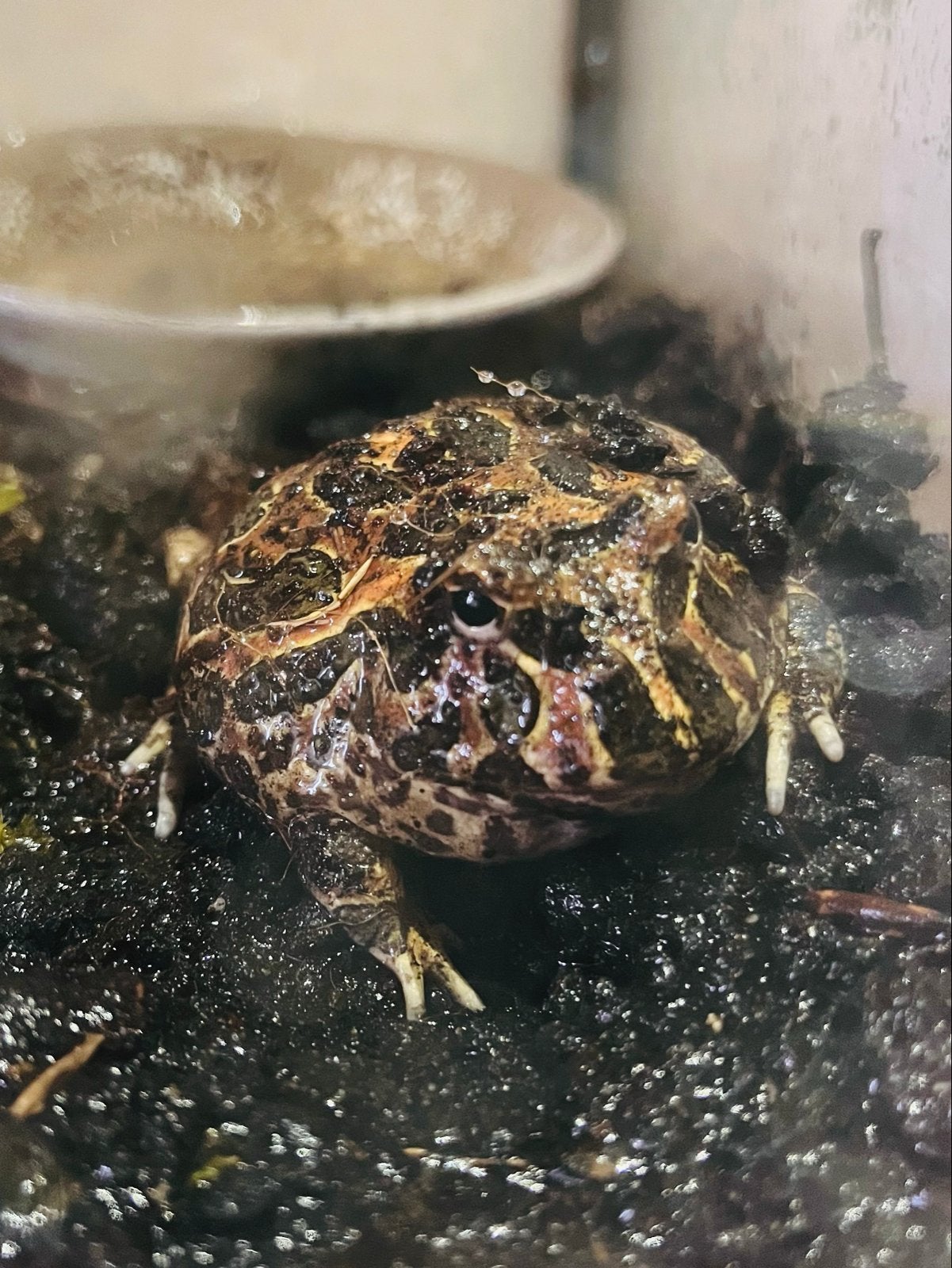 Hoorn kikker, Dieren en Toebehoren, Met terrarium, 0 tot 2 jaar