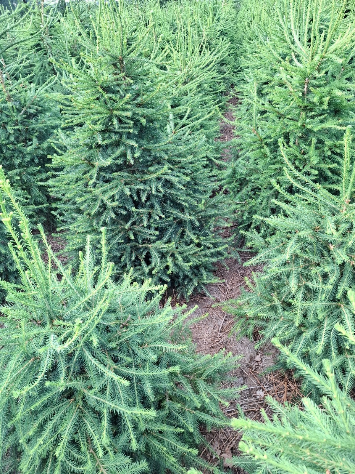 Kerstbomen, Ophalen, Overige soorten, Volle zon