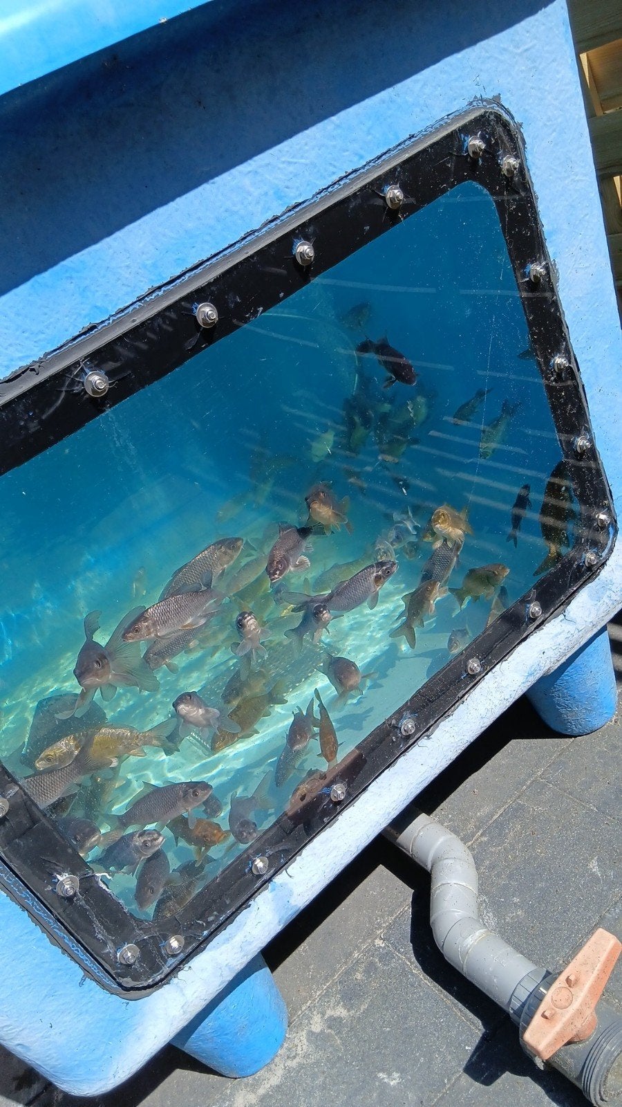 Jonge koi vissen, Karper of Koi