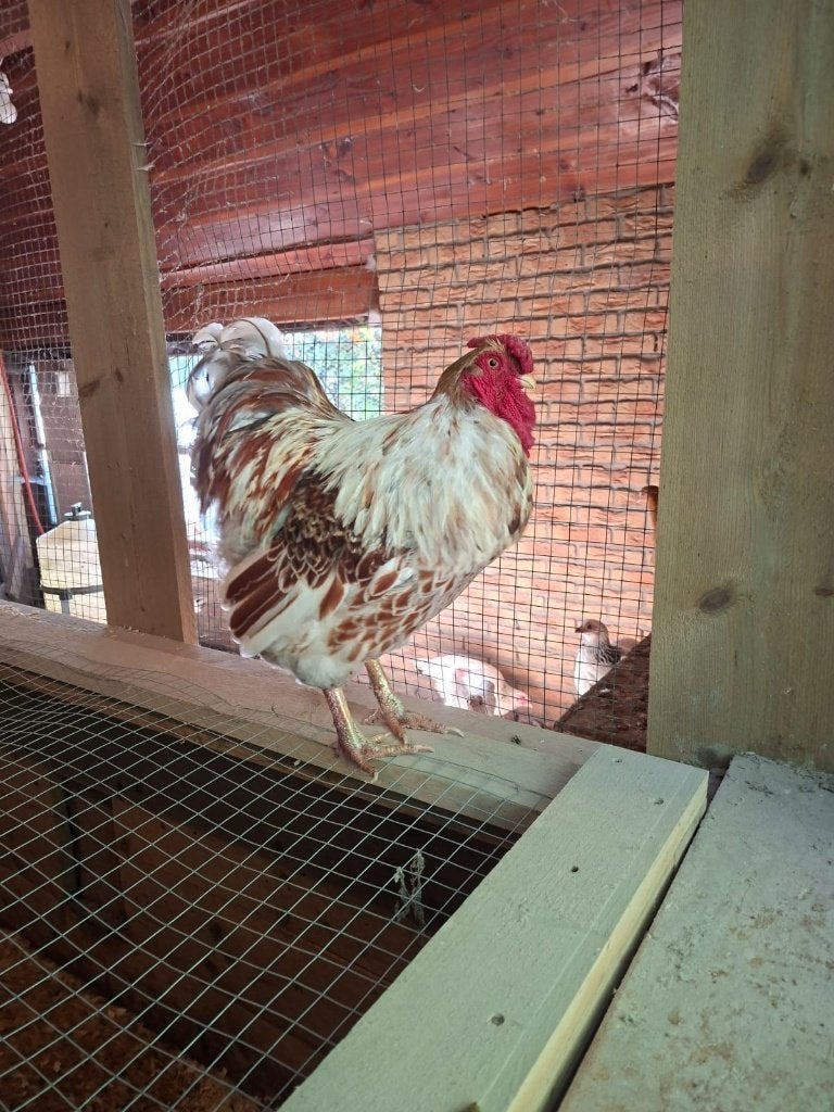 Wyandotte kriel haan 2 jaar oud geelwit gezoomd, Dieren en Toebehoren, Pluimvee, Mannelijk, Kip