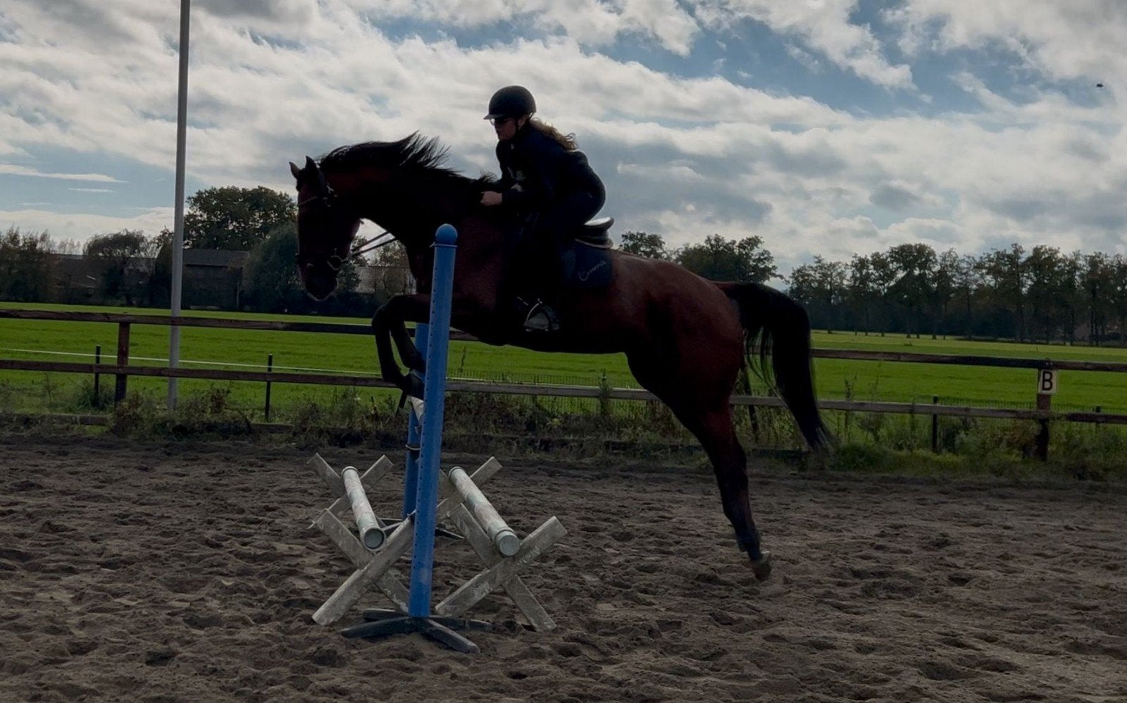Verzorgpony/bijrijdpony gezocht!, Dieren en Toebehoren