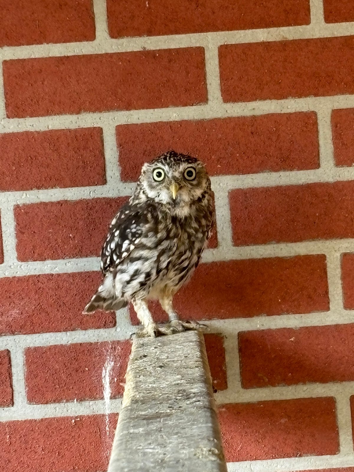 Steenuil wijfjes, Meerdere dieren, Geringd