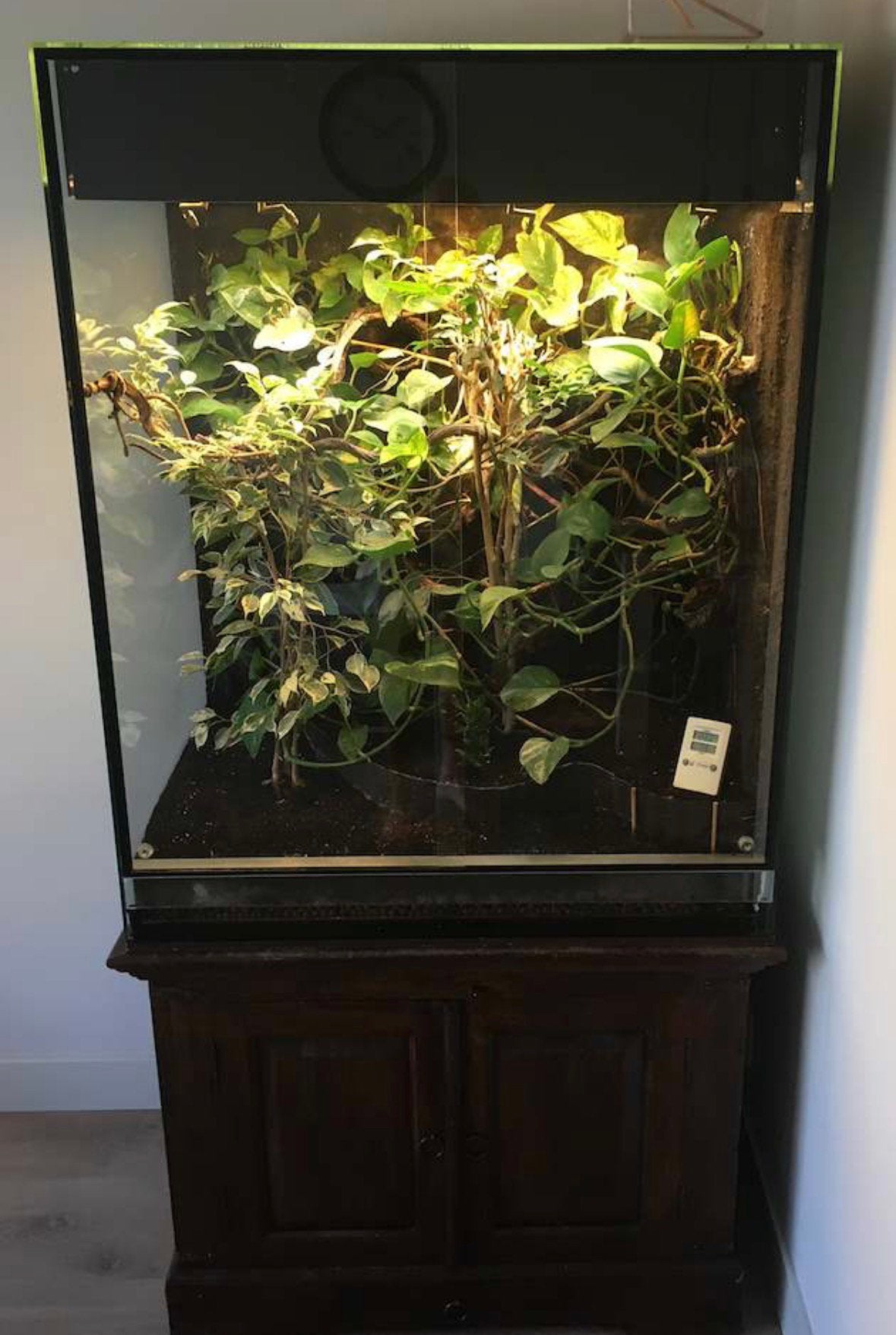 Glazen terrarium 95x58x120cm (excl kast), Ophalen, Gebruikt, Terrarium of Paludarium