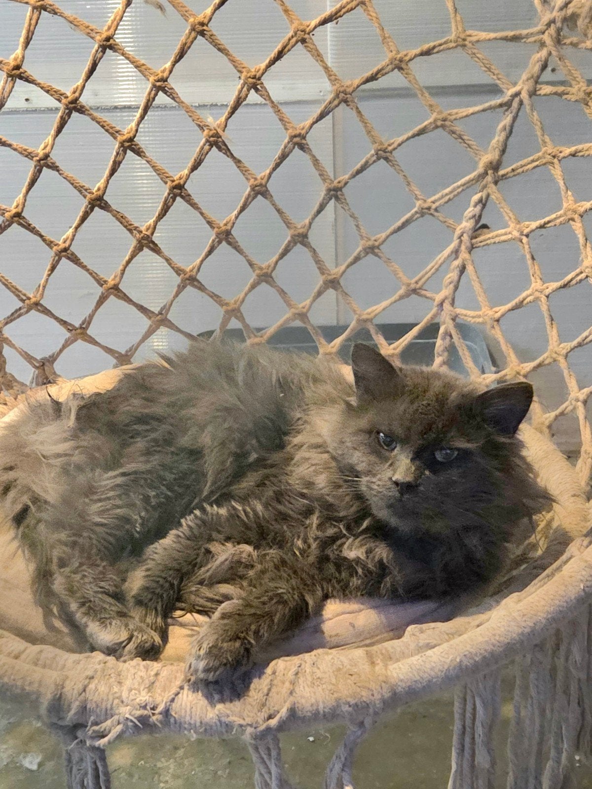 Mainecoon en Ragdoll dekkaters