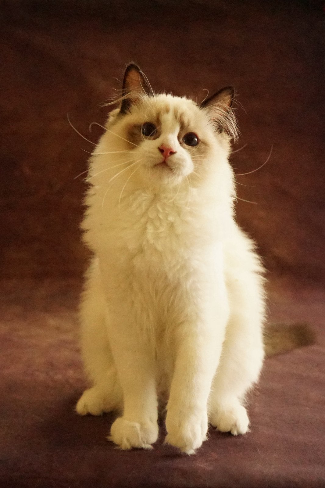 Lieve bicolor ragdoll kittens met stamboom, Kater, Ingeënt