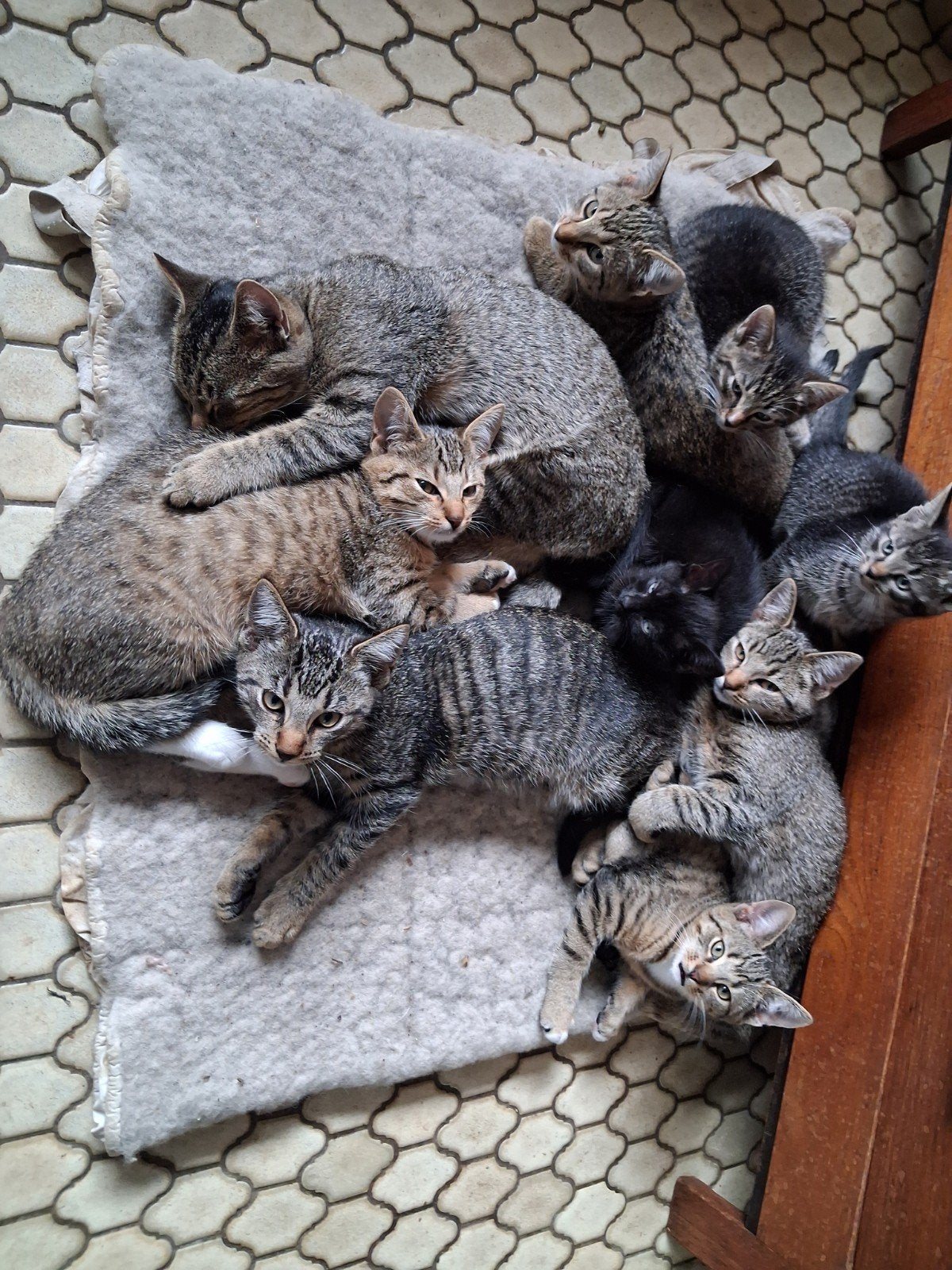 Tijgertjes en Zwartjes, Dieren en Toebehoren, Meerdere dieren, Kortharig, 0 tot 2 jaar