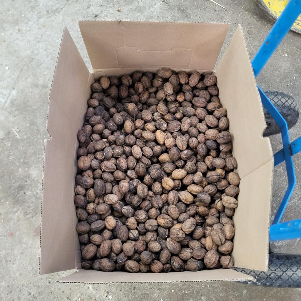 21 kg gedroogde walnoten, Ophalen