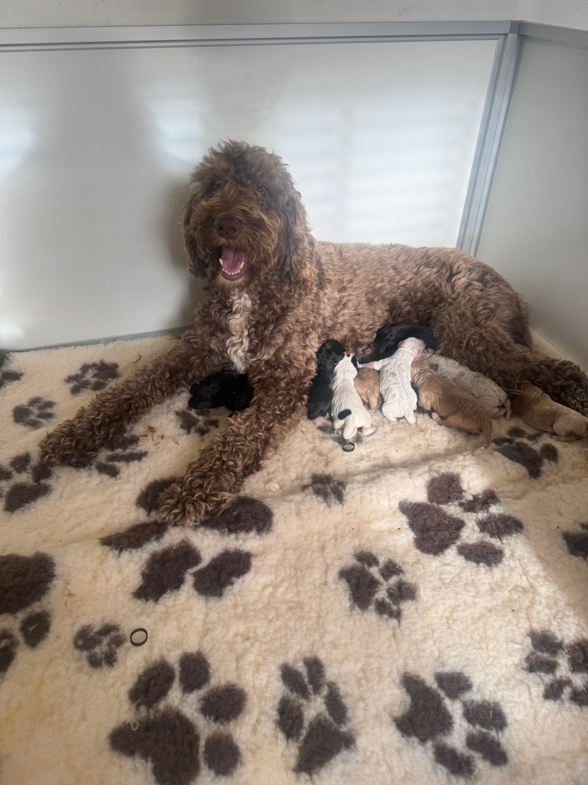 Australian labradoole alf1 puppy’s, Dieren en Toebehoren, CDV (hondenziekte), Overige rassen, 8 tot 15 weken, Meerdere