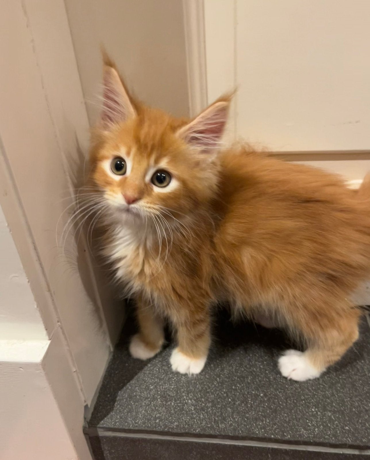 3 Maine Coon kittens, Meerdere dieren, Ontwormd, 0 tot 2 jaar