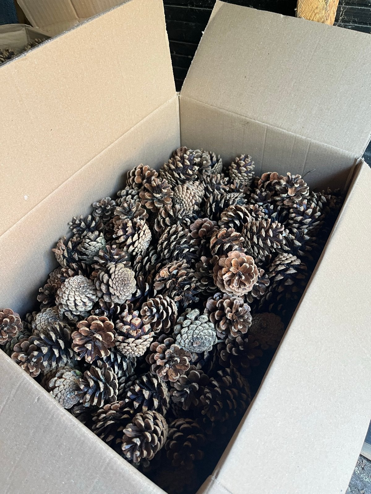 Partij proppen / dennenappels voor decoratie of knutselen, Huis en Inrichting, Woonaccessoires | Overige, Ophalen, Gebruikt, Landelijk